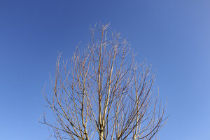 Bare tree branches reach towards a clear blue sky on a bright da