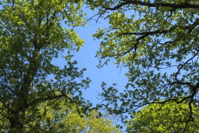 Bright blue sky framed by vibrant green tree leaves on a sunny d