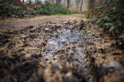 Modderig bospad tussen groen in vroege voorjaar Breda