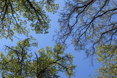 Bright green foliage contrasts against a clear blue sky in a vib