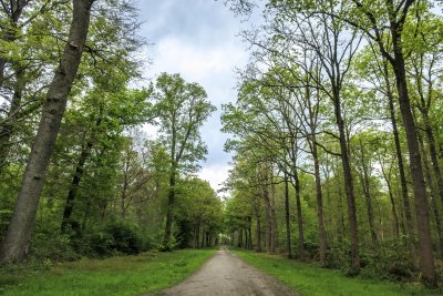 Renewing connection with nature along a tranquil forest path on