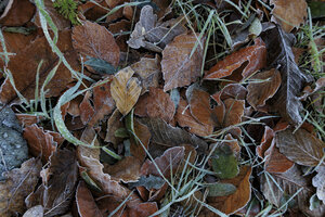 Overgang herfst naar winter met rijpbedekt vallend blad