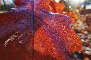 Herfst in volle glorie: seizoenwisseling in warm licht