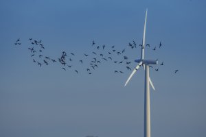 Vogels vliegen bij windturbine in de namiddag