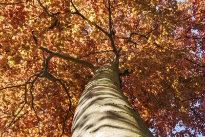 Looking up at a tall tree with vibrant fall leaves in a serene p