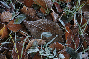 Rijp en bladeren markeren overgang naar winter