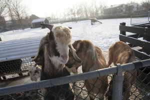 Geiten op kinderboerderij in winterse sfeer
