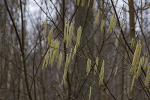 Gele katjes aan takken in kaal bos in de lente
