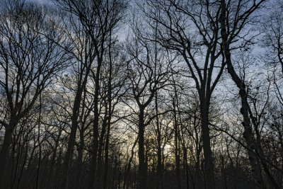 Serene bosovergang van herfst naar winter bij schemering