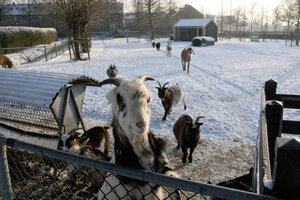 Winterdag op kinderboerderij met geiten in de sneeuw