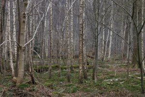 Boslandschap met berken en bemoste grond
