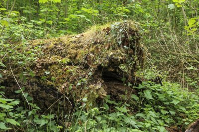 Moss-covered log nestled among green foliage in a lush forest du