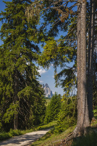 Verken het betoverende bospad naar de dramatische piek
