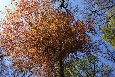 Vibrant autumn foliage creates a stunning canopy of orange leave
