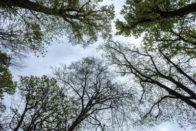Exploring the canopy of trees in a dense forest during early spr