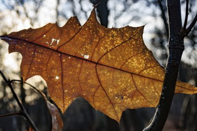 Herfstblad in avondlicht: overgang naar winter