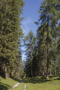 Wagensporenin het Alpendennenbosin zomer
