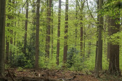 Lush green forest with tall trees during springtime in a serene