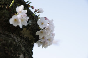 Kersenbloesem in bloei tegen heldere lucht in Noord-Brabant