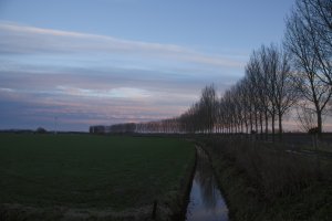Bomenrij bij zonsondergang over groen veld