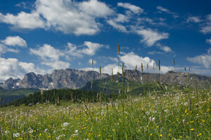 Zomerlandschap met wilde bloemen en Dolomieten