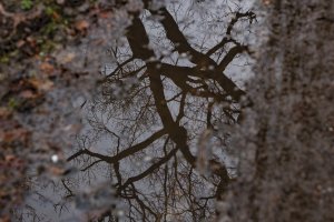 Reflectie van kale boomtakken in een plas