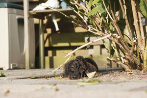 Vrolijke Teckelpuppy Speelt in Stadstuin