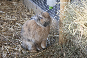 Schattig konijn drinkt water op kinderboerderij