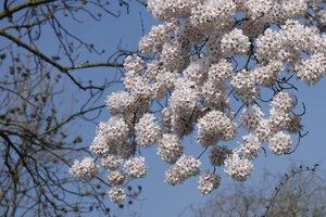 Bloeiende kersenbloesem in Zevenbergen, Noord-Brabant