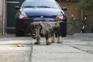 Vrolijke Teckelpuppy Speelt in Stadstuin