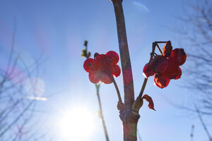 Bright red berries glisten under clear blue sky during winter's