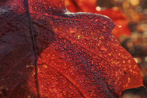 Herfstbladeren glinsterend in ochtenddauw