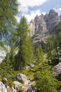 Majestueuze Dolomieten met levendige groene dennenbomen