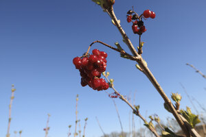 Bright red berries hang from a slender branch against a clear bl