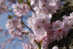 Roze kersenbloesem in lentelicht