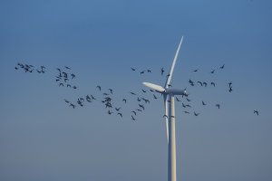 Vogelzwerm rond windturbine bij zonsopgang