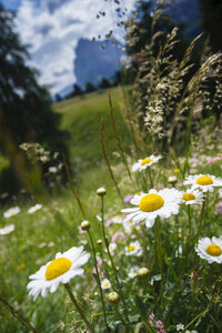 Levendige wilde bloemen in de Italiaanse Alpen
