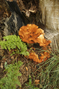 Oranje paddenstoel op rottend hout