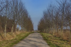 Slagpad omzoomd met kale bomen onder blauwe lucht