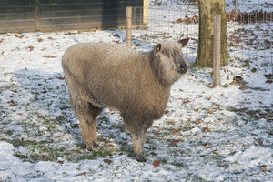Donzig schaap in de sneeuw op kinderboerderij