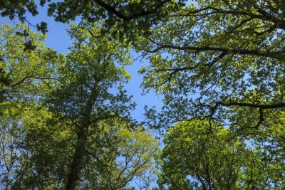 Lush green treetops meet clear blue sky in a serene forest setti