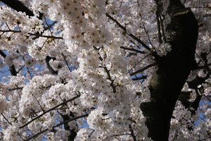 Kersenbloesem in volle bloei in Zevenbergen