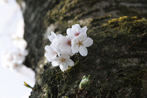 Kersenbloesem op boomstam in Noord-Brabant