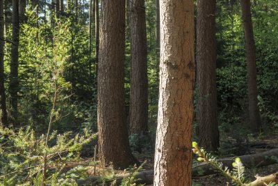 Dense forest area showcasing tall trees, vibrant foliage, and sc