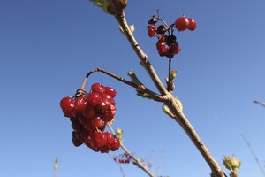 Red berries hanging from branches under a clear blue sky in a ru