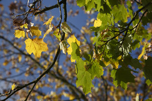 Herfstbladeren in geel en groen