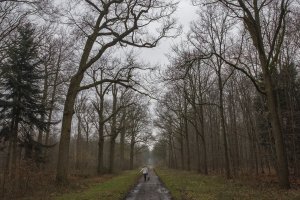 Persoon wandelt op modderig pad in desolaat bos