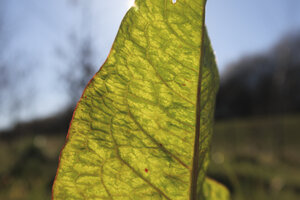 Bright green leaf capturing sunlight in a serene outdoor setting