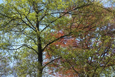 Trees display vibrant colors in a beautiful park during springti