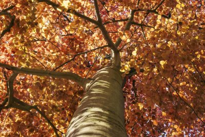Look up at the vibrant autumn foliage through the branches of a